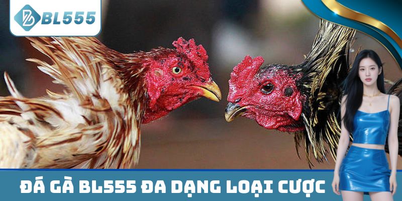 Đá gà BL555 đa dạng loại cược