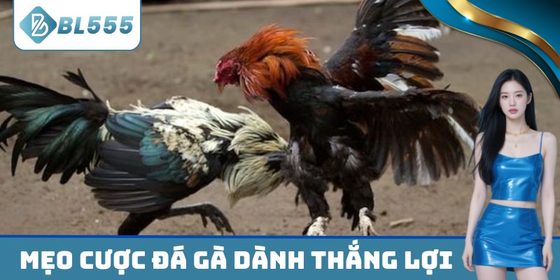 Mẹo cược đá gà dành thắng lợi